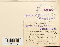 Racomitrium lanuginosum image