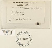 Pylaisiella intricata image