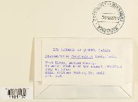 Racomitrium fasciculare image