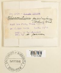 Racomitrium fasciculare image