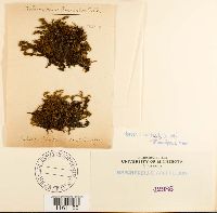 Racomitrium fasciculare image