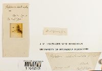 Media resource of Pylaisiella polyantha