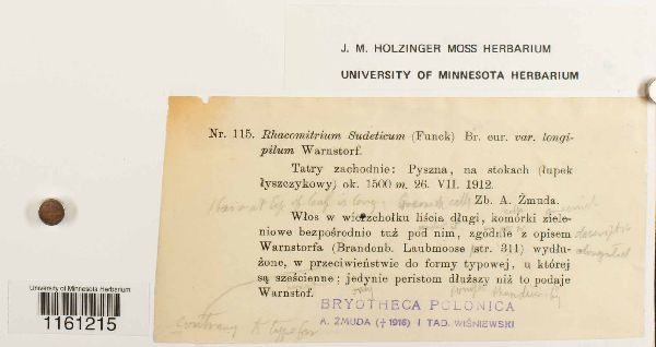 Racomitrium sudeticum var. longipilum image