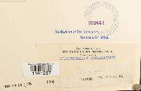 Dryptodon patens image