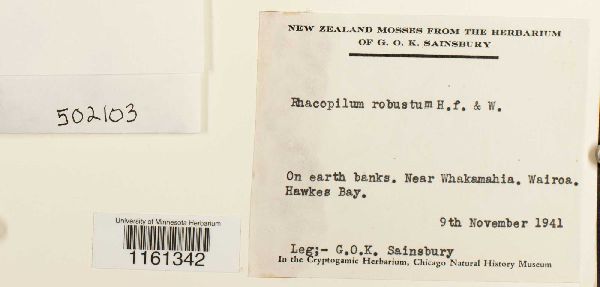 Racopilum robustum image