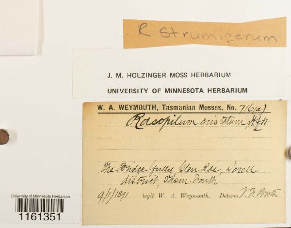 Racopilum image