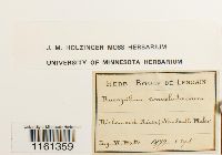 Image of Racopilum convolutaceum