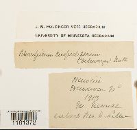 Thumbnail image of current specimen