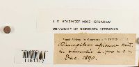 Image of Racopilum africanum