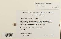 Reboulia hemisphaerica image