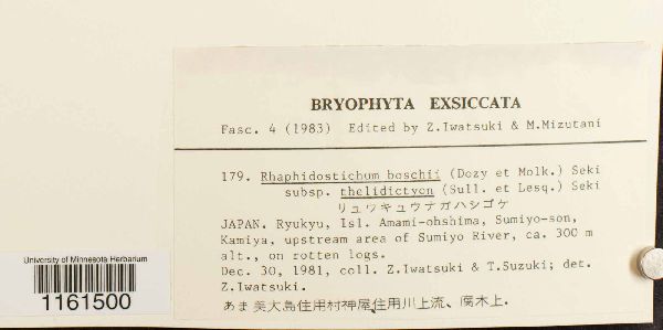 Rhaphidostichum boschii subsp. thelidictyon image