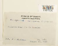 Thumbnail image of current specimen