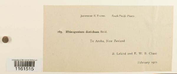 Rhizogonium distichum image