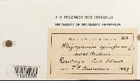thumbnail image of current specimen
