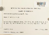 Rhizomnium appalachianum image