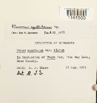 Rhizomnium appalachianum image