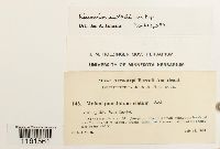 Rhizomnium appalachianum image