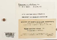 Rhizomnium appalachianum image