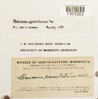 Rhizomnium appalachianum image