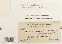 Rhizomnium appalachianum image