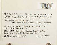 Rhizomnium appalachianum image