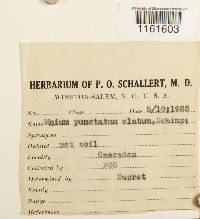 Rhizomnium appalachianum image