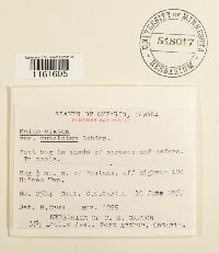 Rhizomnium appalachianum image