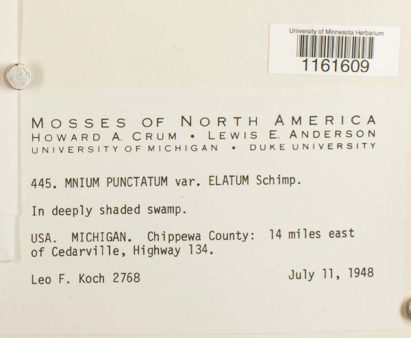 Rhizomnium appalachianum image