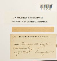 Media resource of Rhizomnium glabrescens