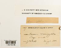 Rhizomnium glabrescens image