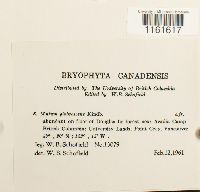 Rhizomnium glabrescens image