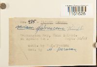 Rhizomnium glabrescens image