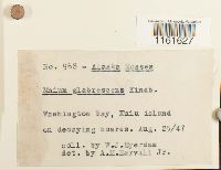 Rhizomnium glabrescens image