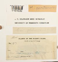 Rhizomnium glabrescens image