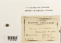 Media resource of Rhizomnium nudum