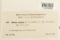 Rhizomnium nudum image