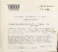 Rhizomnium pseudopunctatum image