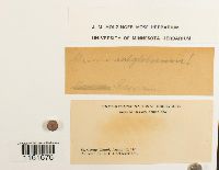 Thumbnail image of current specimen