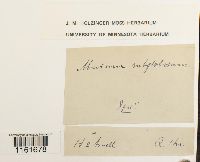 Rhizomnium pseudopunctatum image