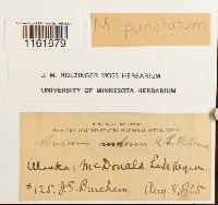 Rhizomnium punctatum image