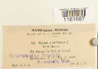 Rhizomnium punctatum image