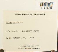 Rhizomnium punctatum image