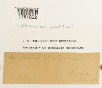 Rhizomnium punctatum image