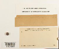 Rhizomnium punctatum image