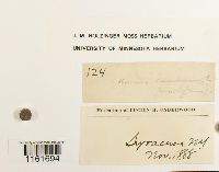 Rhizomnium punctatum image