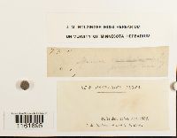 Rhizomnium punctatum image