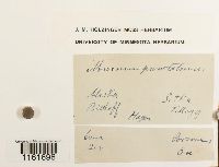 Rhizomnium punctatum image