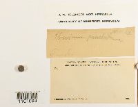 Rhizomnium punctatum image