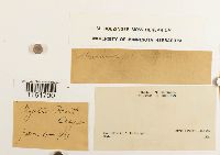 Rhizomnium punctatum image