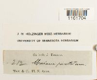 Rhizomnium punctatum image